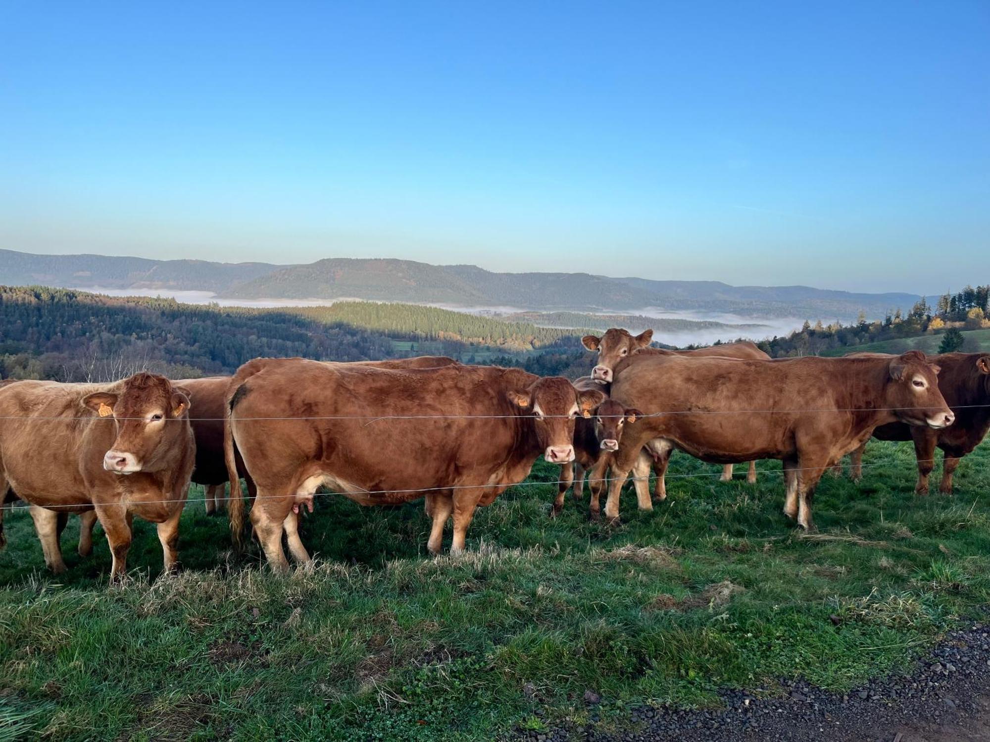 Gite De Montagne -Bellefosse Alsace ภายนอก รูปภาพ
